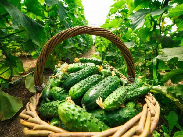 Lijst met variëteiten van komkommers voor volle grond