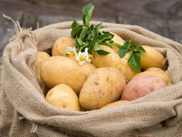 Populära potatissorter för Moskva-regionen