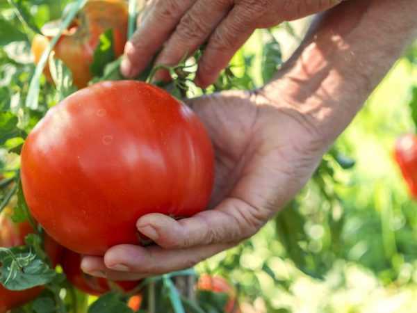 Cà chua phổ biến nhất ở Siberia