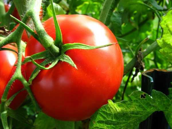 Sibírske chovné paradajky dobre znášajú chlad