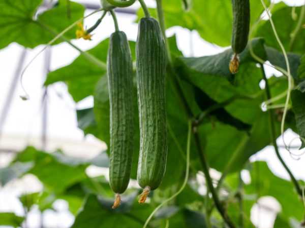 Bayanin mafi kyawun nau'in cucumbers don greenhouses