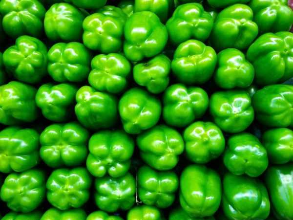 Οι πιπεριές καλλιεργούνται συχνότερα σε θερμοκήπια.