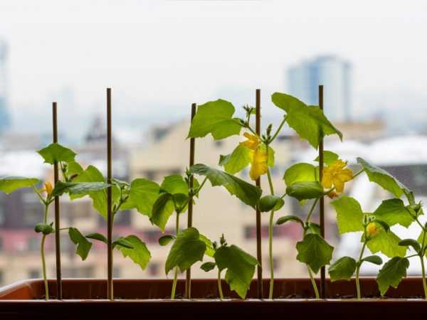 Az ablakpárkányon termeszthető népszerű uborkafajták