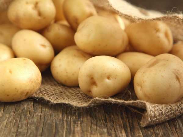 Penerangan mengenai kentang Lugovskoy