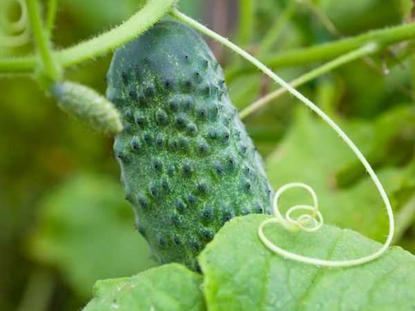 In mei worden de eerste komkommers geoogst