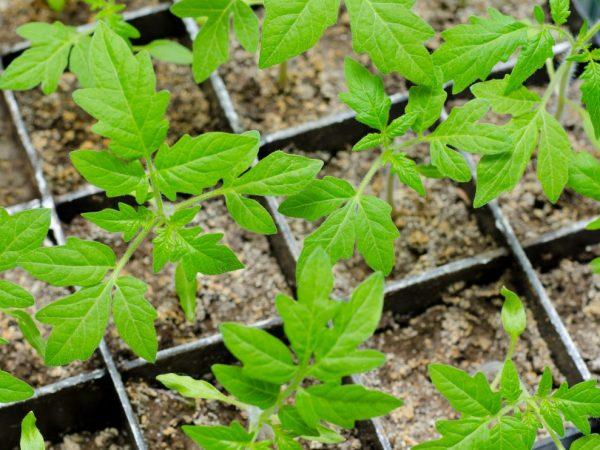 Planting av tomatfrøplanter i henhold til månekalenderen for 2018
