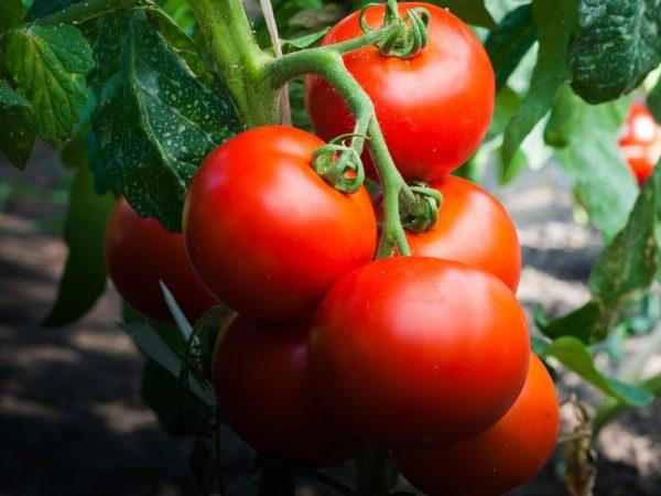 Beskrivning av Liang tomatsort