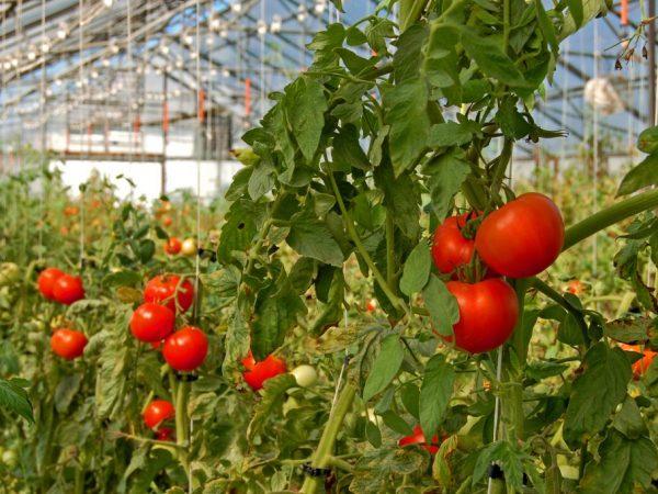 Lyubasha-lajikkeen tomaattien ominaisuudet