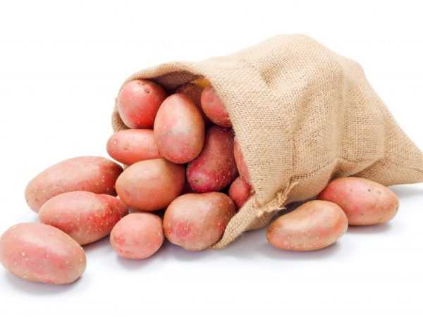 Charakteristika odrůdy brambor Lyubava