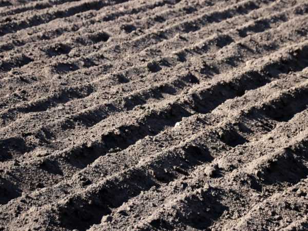 Az ültetéshez szükséges talajt elő kell készíteni