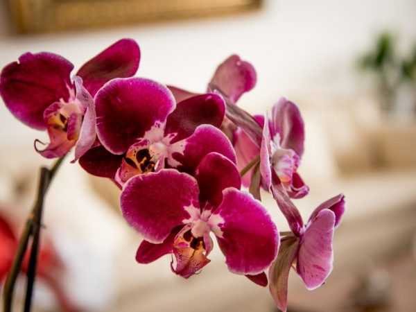 Sol eller skygge egnet for orkideer