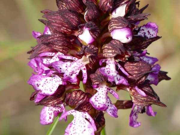 Orkidé brukes til medisinske formål