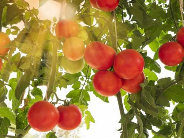 Penerangan tomato Raspberry Empire