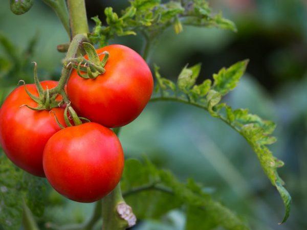 Kjennetegn på tomater av Raspberry Miracle-sorten