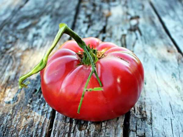 Beskrivning av tomat Hallonelefant