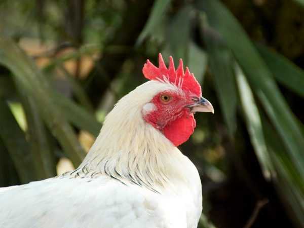 Uppfödning av kycklingar Maran
