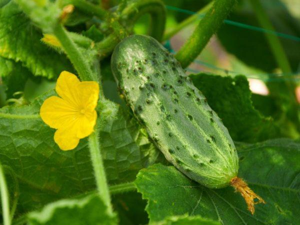 Beschrijving van de variëteit van komkommers Marinda