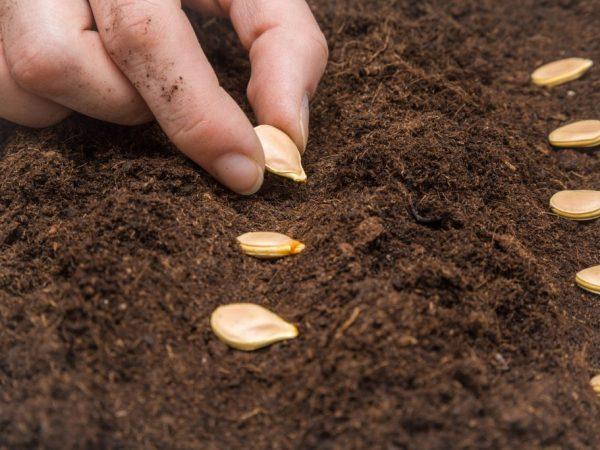 Семена высевают в прогретую почву