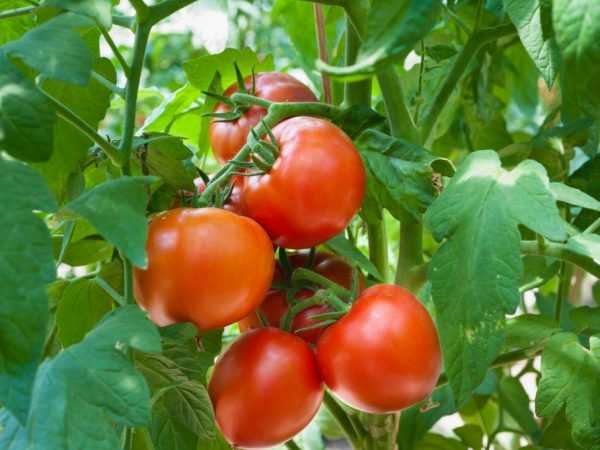 Ciri-ciri varietas tomat Major