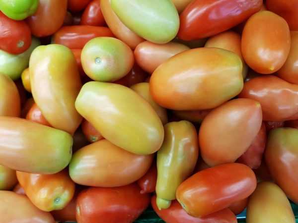 Varieti tomato Madu Jari f1