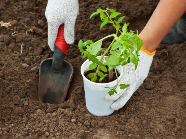 Az ültetéshez szükséges talajt jól előkészíteni kell