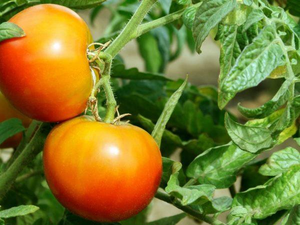 Penerangan tomato Madu Salute