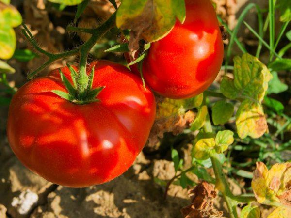 Beskrivning av tomat Bear Paw