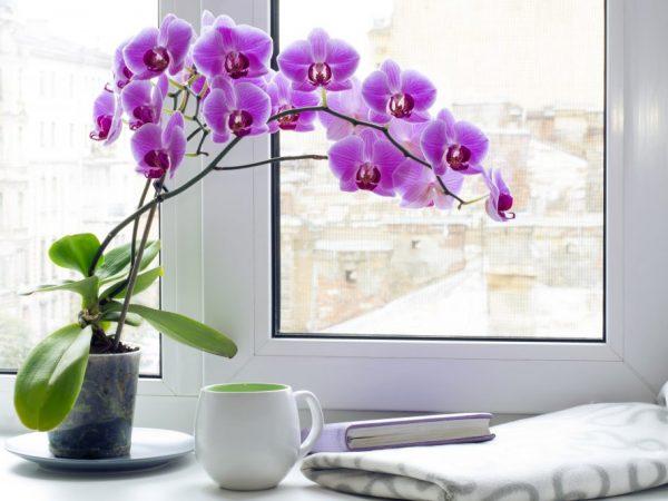 Yadda za a kawar da ƙananan midges a kan wani orchid
