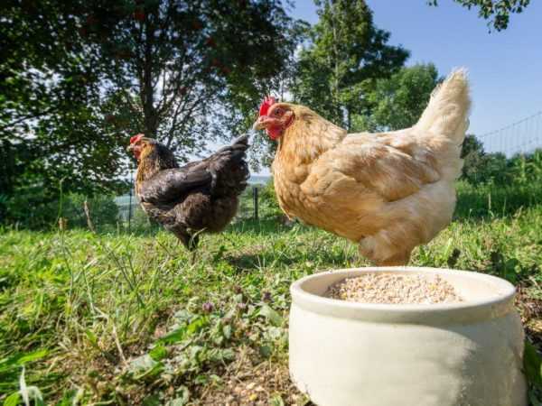 Μίξερ για ωοτόκες όρνιθες και κοτόπουλα κρεατοπαραγωγής