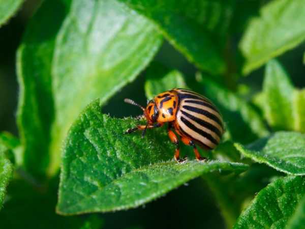 Ana iya kare tsire-tsire daga beetle