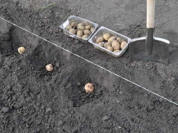 Основные способы посадки картофеля