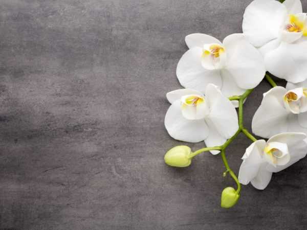 Orkid putih