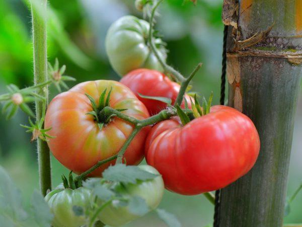 Charakteristika odrůdy rajčat Mikado