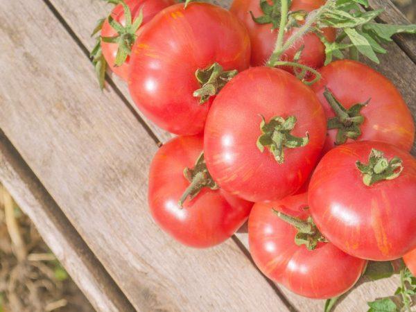 Kenmerken van het tomatenras Mikado Pink