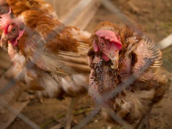 Symtom på mykoplasmos hos kycklingar och behandling
