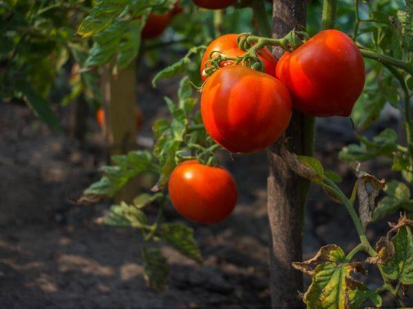 Deskripsi tomat dari varietas Mishka Kosolapy