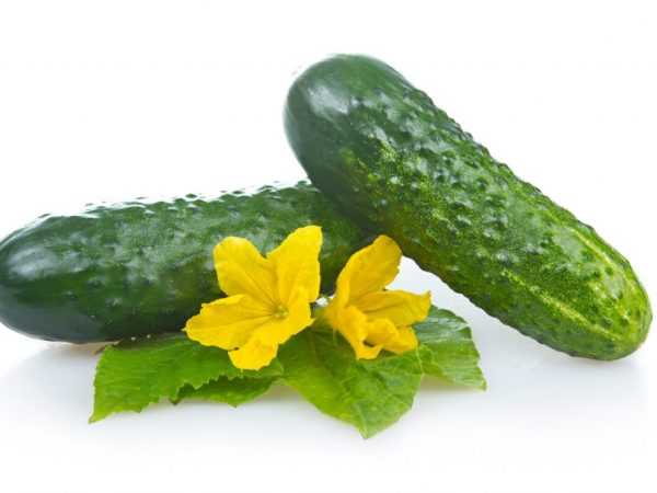 Beschrijving van de variëteit van komkommers Monisia