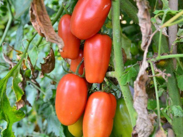 Charakteristika paradajkovej moskovskej pochúťky