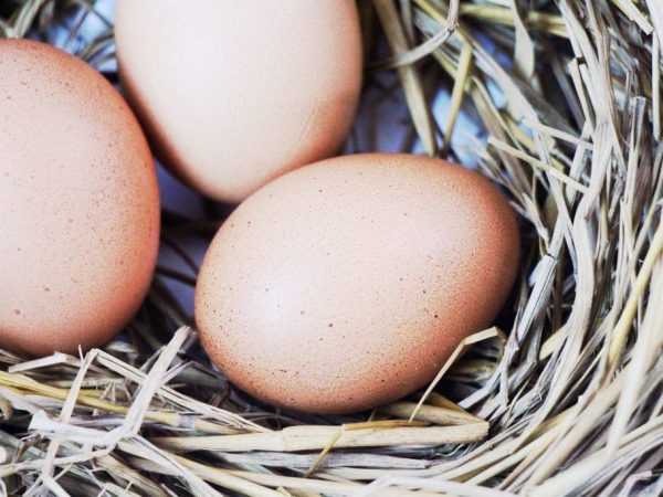 Μπορούν τα κοτόπουλα να γεννήσουν αυγά χωρίς κόκορα;