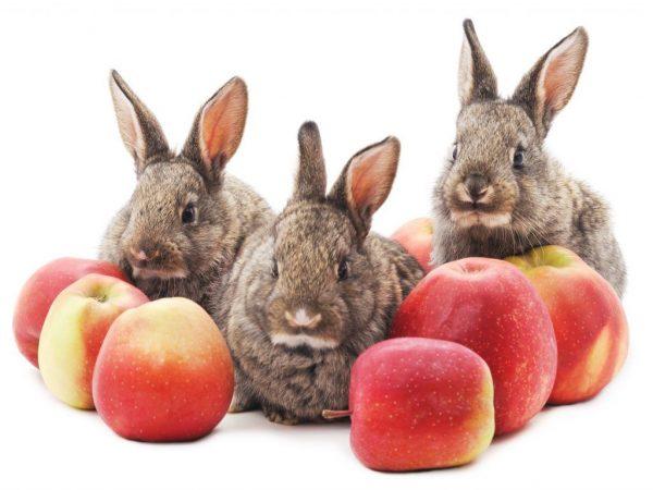 Спелые яблоки для кроликов