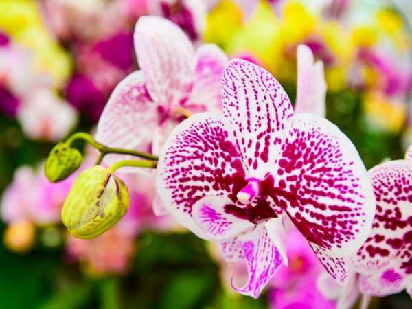 Förbereda och plantera om en blommande orkidé