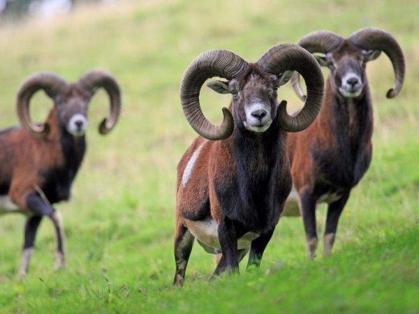 Charakteristika horské ovce muflona