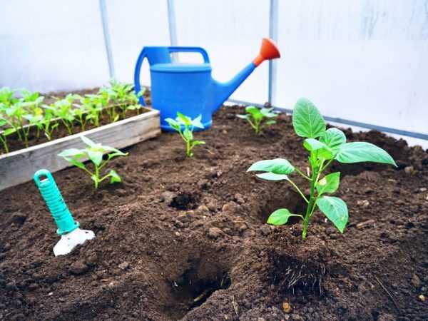 Avstånd när man planterar paprika i ett växthus