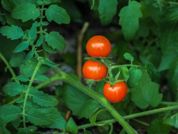 Aturan untuk menanam dan menyiram tomat di ambang jendela