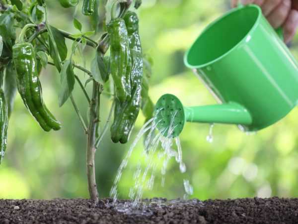 Подкормка поможет растениям лучше развиваться