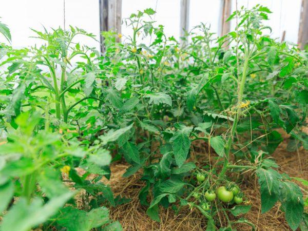 Typer fôring av tomater med folkemessige rettsmidler