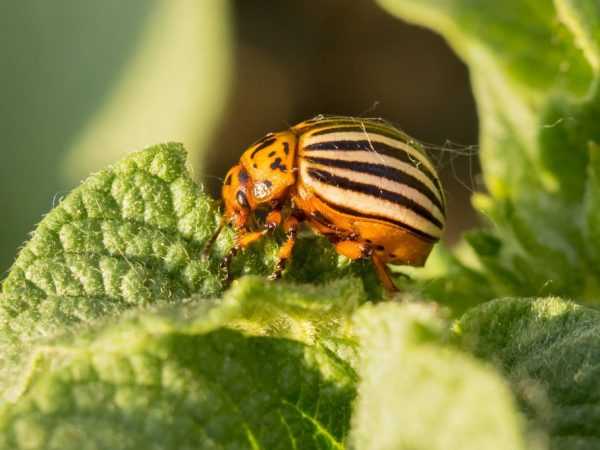 Penampilan kumbang kentang Colorado mudah diingati