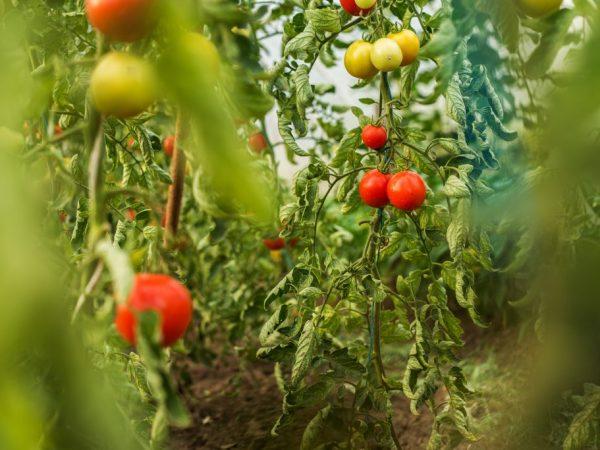 Odrůdy nenasycených rajčat