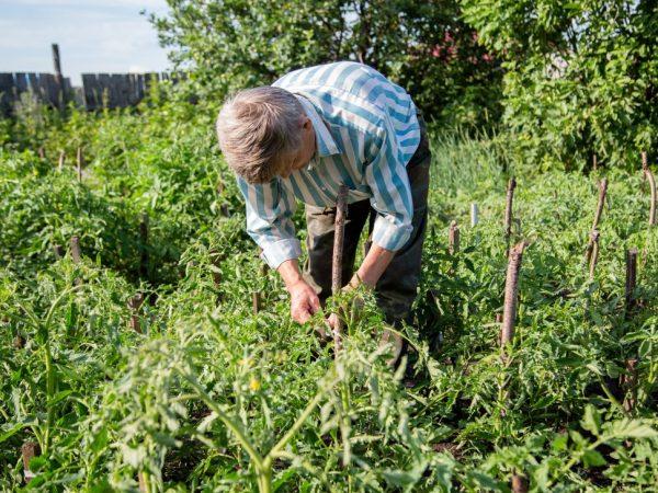 De Miracle of Siberia-tomaten zijn geschikt voor de volle grond