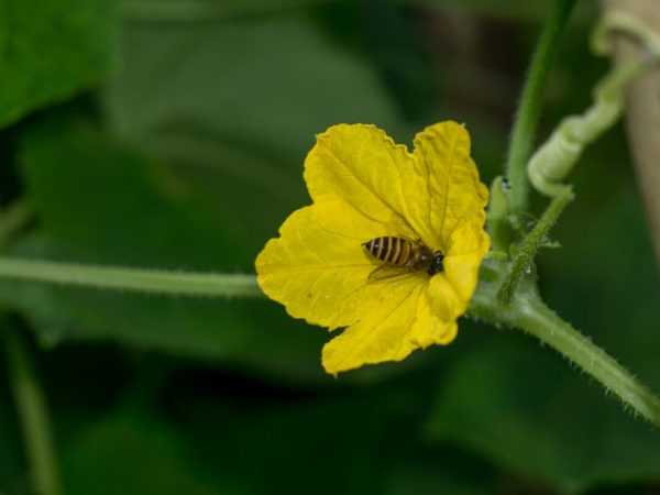 Locka insekter till ditt växthus